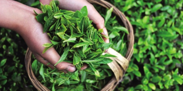 第十四屆中國（深圳）國際茶產(chǎn)業(yè)博覽會暨紫砂、陶瓷、紅木、茶具用品展